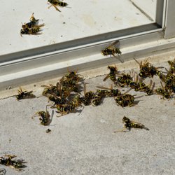 Rampart Pest Solutions