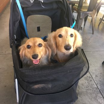 Crown Dachshunds - undefined - Pet Breeders Near Me - Loma Linda, California Crown Dachshunds - undefined - Pet Breeders Near Me - Loma Linda, California