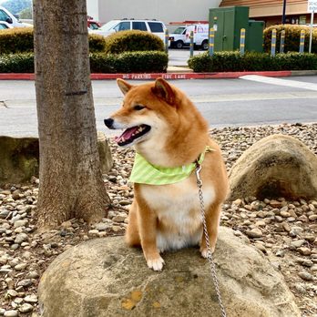 Happy Husky Dog Grooming - Happy after groom smile - Pet Groomers Near Me - Vacaville, California Happy Husky Dog Grooming - Happy after groom smile - Pet Groomers Near Me - Vacaville, California
