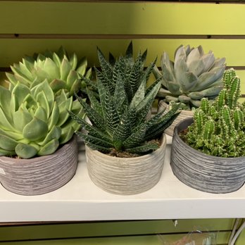 Mary's Florist Corp - Succulents - Florists Near Me - Brooklyn, New York
