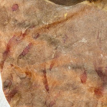 PetSuites Great Oaks - blood stains and a large wet stain that might be vomit on my dog's bedding - Pet Training Near Me - Round Rock, Texas PetSuites Great Oaks - blood stains and a large wet stain that might be vomit on my dog's bedding - Pet Training Near Me - Round Rock, Texas