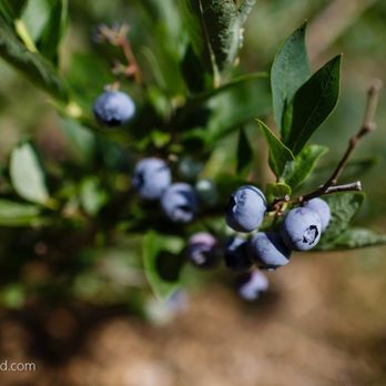 Erickson Orchard & Country Store - a blueberry bush - Antiques Near Me - Bayfield, Wisconsin Erickson Orchard & Country Store - a blueberry bush - Antiques Near Me - Bayfield, Wisconsin