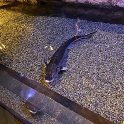 Acquario di Genova
