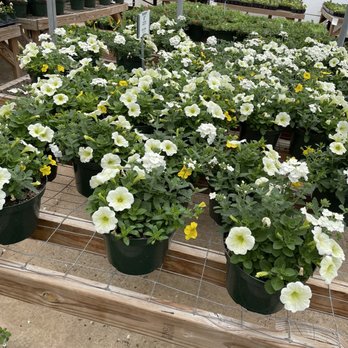 Digger O'Dell Nurseries - Nurseries & Gardening Near Me - Arlington, Tennessee Digger O'Dell Nurseries - Nurseries & Gardening Near Me - Arlington, Tennessee