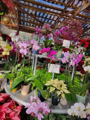 Tallahassee Nurseries by null