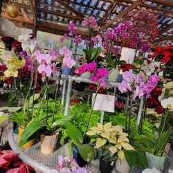 Tallahassee Nurseries Inc