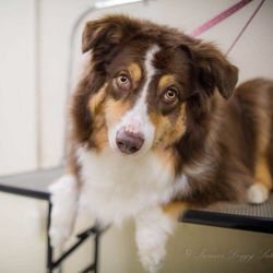 Furever Doggy Salon