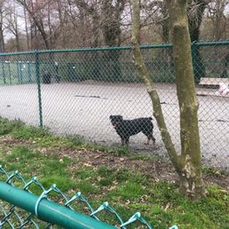 Random unattended Rottweiler at the dog park. Random unattended Rottweiler at the dog park.