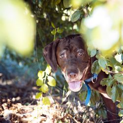 B A Studios - Family dog