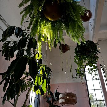 Bar Cala - some of the beautiful plants - Bars Near Me - Portland, Oregon
