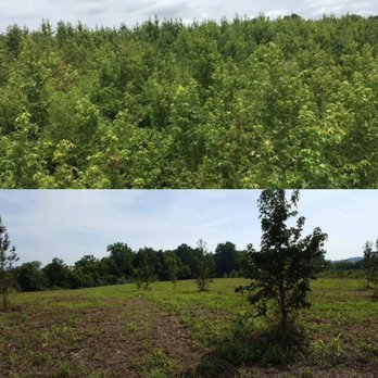 Southern Land Solutions - Tree Services Near Me - Franklin, Tennessee Southern Land Solutions - Tree Services Near Me - Franklin, Tennessee