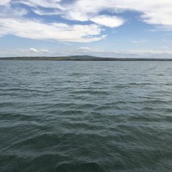 Dolphinwatch Carrigaholt