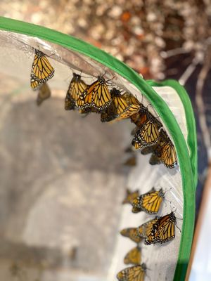 Natural Bridges State Beach by null