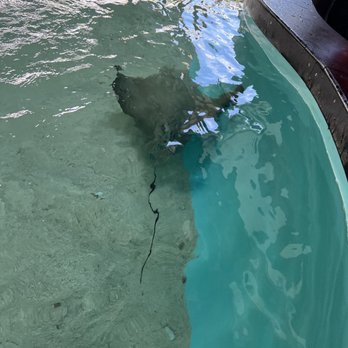 Manatee Viewing Center - Rays - Zoos Near Me - Apollo Beach, Florida
