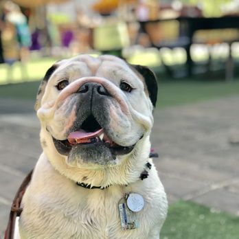 Ideal Canine - Ideal Canine Dog Training - Real World Training. Real Life Results. - Pet Training Near Me Ideal Canine - Ideal Canine Dog Training - Real World Training. Real Life Results. - Pet Training Near Me