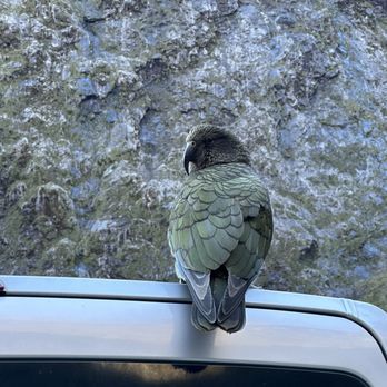 Trips and Tramps - Kea - Active Life Near Me - Queenstown, STL