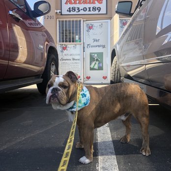 A Pet Affaire - Pet Groomers Near Me - Oxnard, California