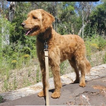Kona Loca Training - Vinny training - Pet Training Near Me