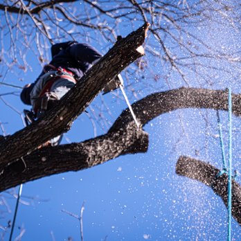Ayala's Landscaping & Tree Service - Tree Services Near Me - Dallas, Texas Ayala's Landscaping & Tree Service - Tree Services Near Me - Dallas, Texas
