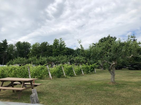 Val Caudalies - Vignoble & Cidrerie by null