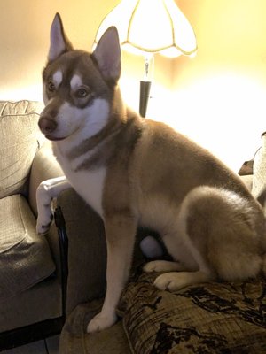 Pete’s Pet Supply by null