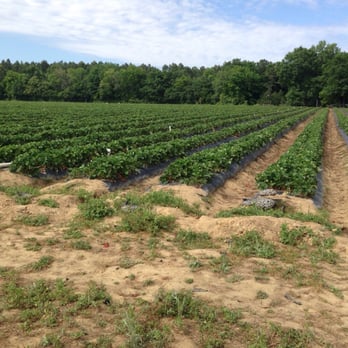 Cottle Strawberry Farm - Fields - Fruits & Veggies Near Me - Hopkins, South Carolina Cottle Strawberry Farm - Fields - Fruits & Veggies Near Me - Hopkins, South Carolina