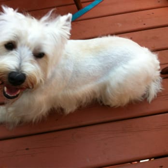 Jameson Loves Danger - Best cut ever on our Westie! We've come back from Michigan for her trim. Nice store, great staff, food, treats & more. - Pet Stores Near Me - Chicago, Illinois Jameson Loves Danger - Best cut ever on our Westie! We've come back from Michigan for her trim. Nice store, great staff, food, treats & more. - Pet Stores Near Me - Chicago, Illinois