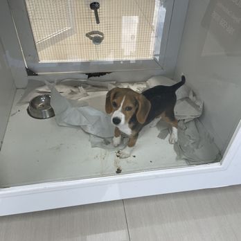 Royal Cachorritos - poop everywhere - Pet Stores Near Me - Miami, Florida Royal Cachorritos - poop everywhere - Pet Stores Near Me - Miami, Florida
