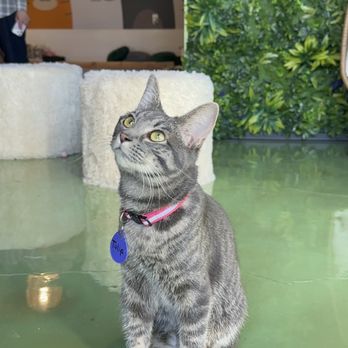 Catfe - Cafes Near Me - Santa Clarita, California Catfe - Cafes Near Me - Santa Clarita, California