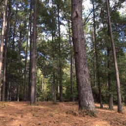 Pine trees for dayyys Pine trees for dayyys