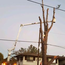 Call Oscar Tree Service