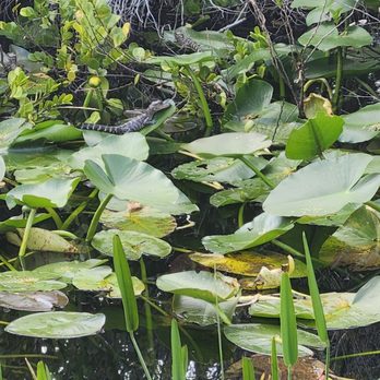 Shark Valley Tram Tours - Alligator hatchlings - Tours Near Me - Miami, Florida Shark Valley Tram Tours - Alligator hatchlings - Tours Near Me - Miami, Florida
