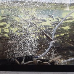 We carry fat head minnows .
Yes we do. By the scoop :)