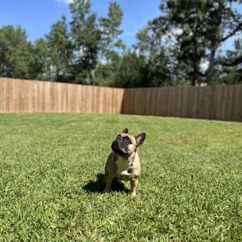 Lawn Maintenance Chief - Lawn Services Near Me
