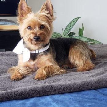 And Your Little Dog Too - Pet Groomers Near Me - Aurora, Colorado And Your Little Dog Too - Pet Groomers Near Me - Aurora, Colorado