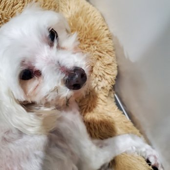 Peluche's Grooming Shop - Pet Groomers Near Me - Bell, California Peluche's Grooming Shop - Pet Groomers Near Me - Bell, California
