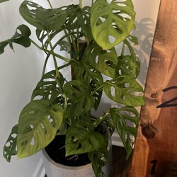 Hidden Seed Plant - Monstera obliqua