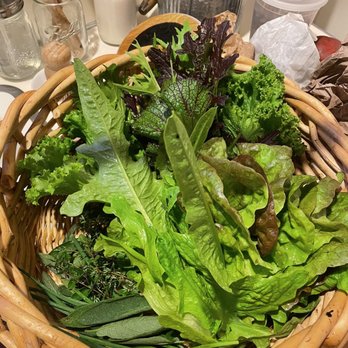 Mar Vista Farm + Cottages - Fresh leafy greens from the garden - Bed & Breakfast Near Me - Gualala, California Mar Vista Farm + Cottages - Fresh leafy greens from the garden - Bed & Breakfast Near Me - Gualala, California