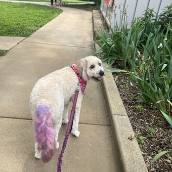 Treats Unleashed - Purple tail! - Pet Stores Near Me - Ladue, Missouri Treats Unleashed - Purple tail! - Pet Stores Near Me - Ladue, Missouri
