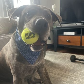 Pups Mobile Spa - Brutus enjoying his new client merch after his grooming appointment! - Pet Groomers Near Me - St. Louis, Missouri Pups Mobile Spa - Brutus enjoying his new client merch after his grooming appointment! - Pet Groomers Near Me - St. Louis, Missouri