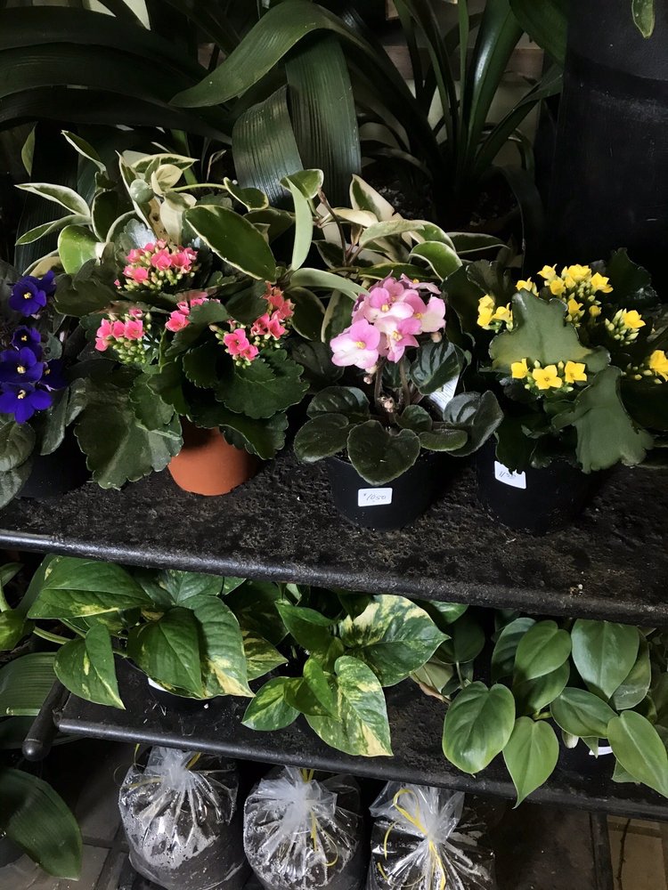 CITY GARDENS FLOWER SHOP BY GARY 24 Photos & 17 Reviews 284