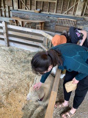 Shelburne Farms by null