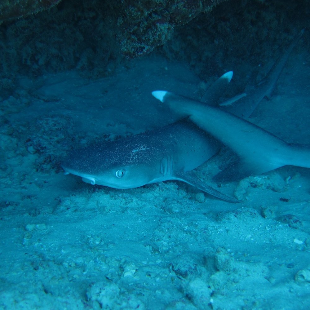 Manini Dive Company Hawaii - White tip shark - Scuba Diving Near Me - Honolulu, Hawaii