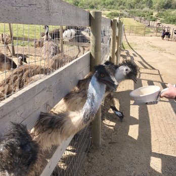 Ostrichland USA - Attraction Farms Near Me - Solvang, California