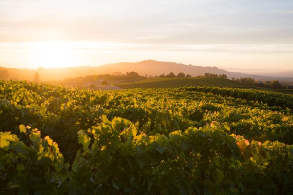 Donelan Family Wines by null