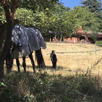 Wendee&Friends - Reiki meditation with Brioso lounging nearby - Horseback Riding Near Me Wendee&Friends - Reiki meditation with Brioso lounging nearby - Horseback Riding Near Me
