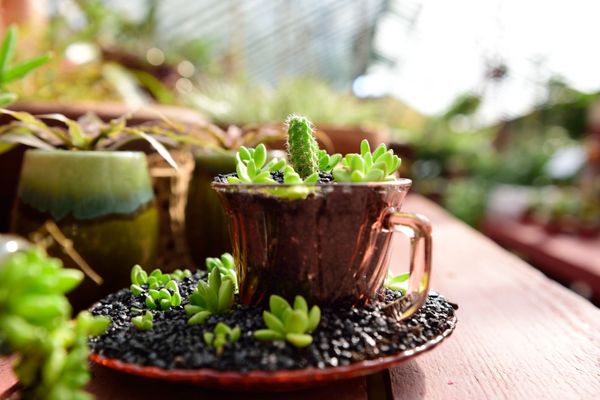 Evergreen Garden 39 Photos 18 Reviews Nurseries Gardening Evergreen Garden 39 Photos 18