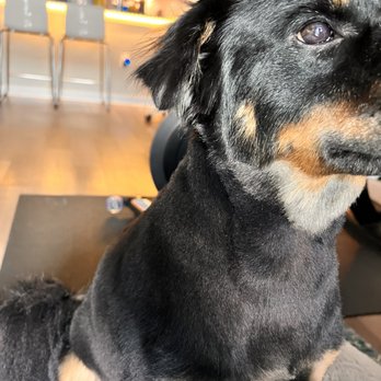 Pet's Barn - Unblended cut - Pet Groomers Near Me - San Antonio, Texas