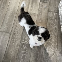 Canine Design Grooming Salon