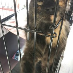FIFI needs a home!